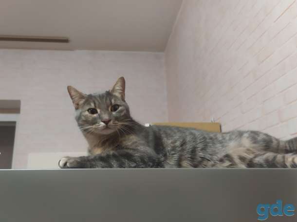 Кошка кот, фотография 2