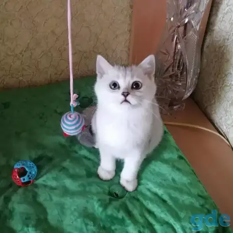 Котята британские, фотография 1
