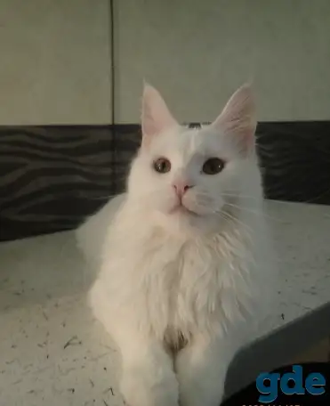 Мейн Кун, фотография 2