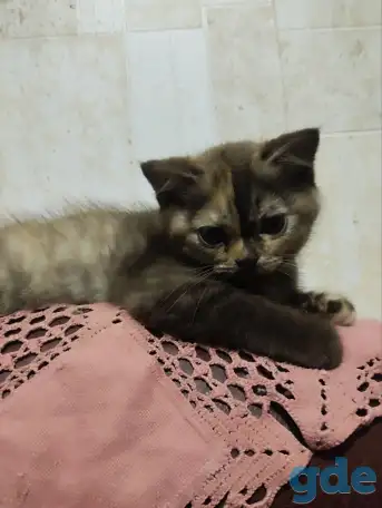 Скоттиш-страйт котята, фотография 8
