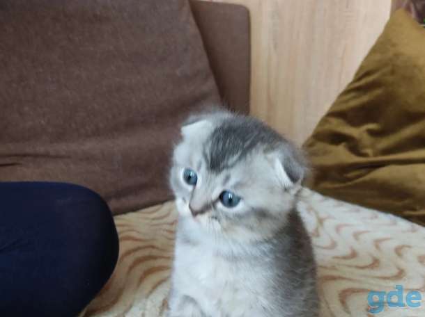 Шотландские котята, фотография 8