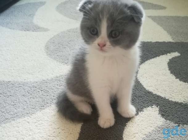 Котятки, фотография 1