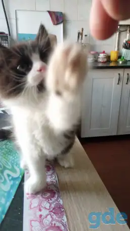 Котята, фотография 1