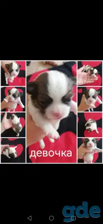 Щенки чихуахуа, фотография 8