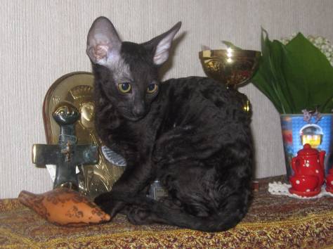 Корниш-рекс, фотография 1