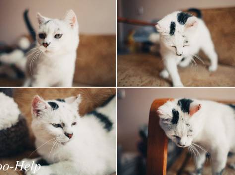 Эдита - душевная кошка для человека с большим сердцем!, фотография 1