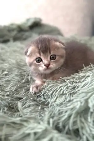 Шотландские котята, фотография 1