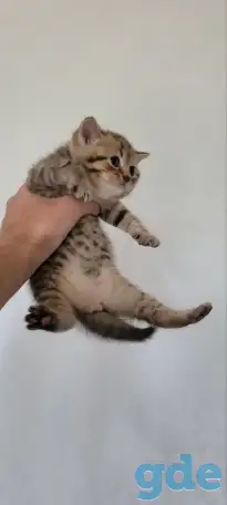 Шотландский прямоухий котенок, фотография 2