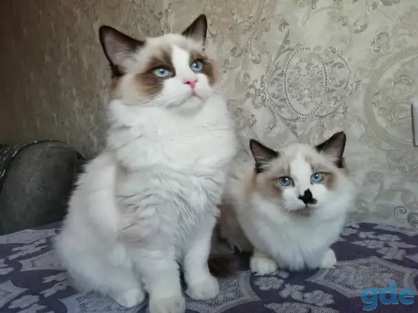 Котёнок Рэгдолл в любящую семью, фотография 1