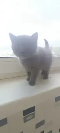 Котята британцы, фотография 4