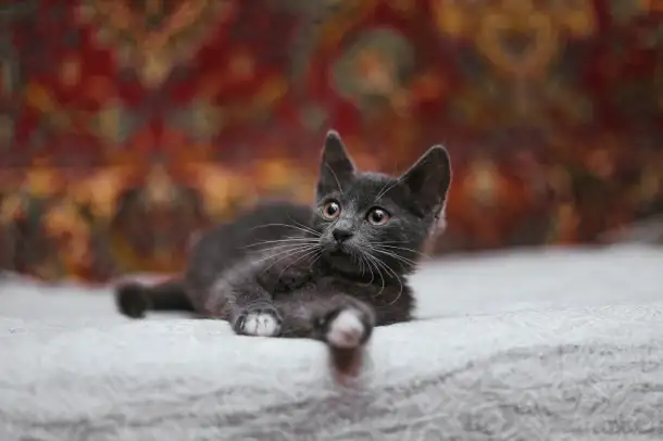 Милейший котеночек Масик мечтает найти семью!, фотография 6
