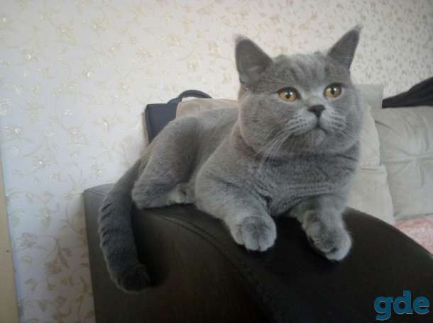 Британские котята, фотография 2