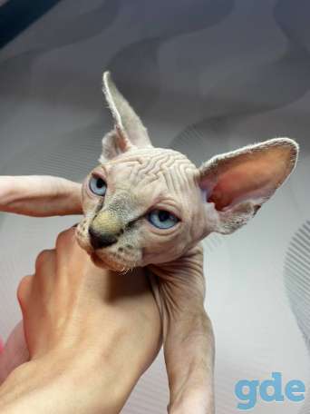 Канадский сфинск котята, фотография 4