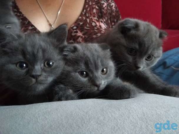 Кошки, фотография 1