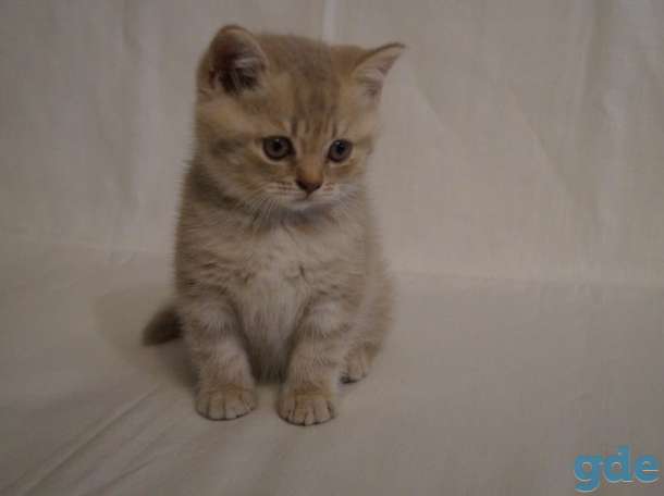 Шотландские котята, фотография 1