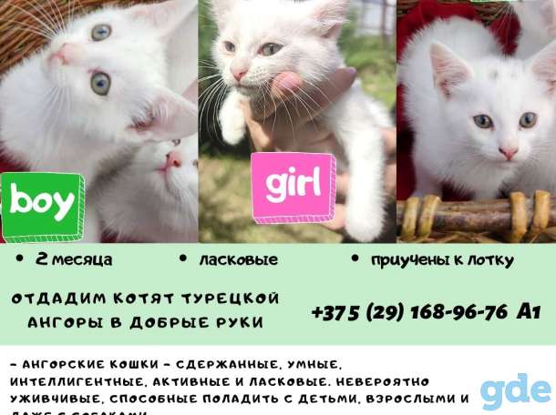 Котята турецкой ангоры ищут дом, фотография 2