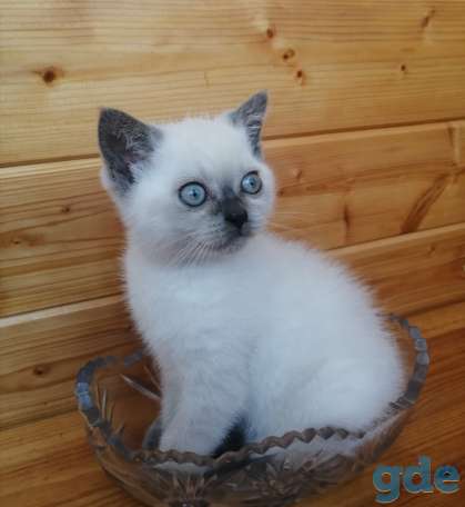Продаётся британский котёнок., фотография 3