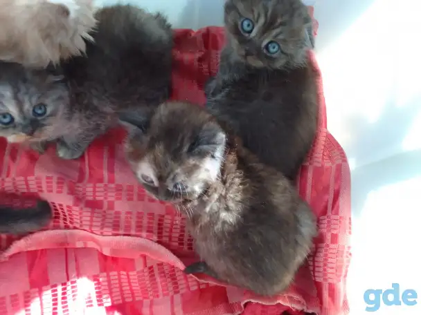 Шотландские котята, фотография 2