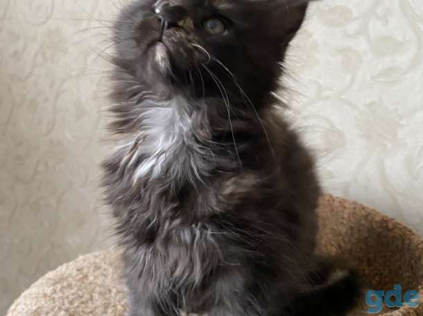 Котята мейн-куны, фотография 5