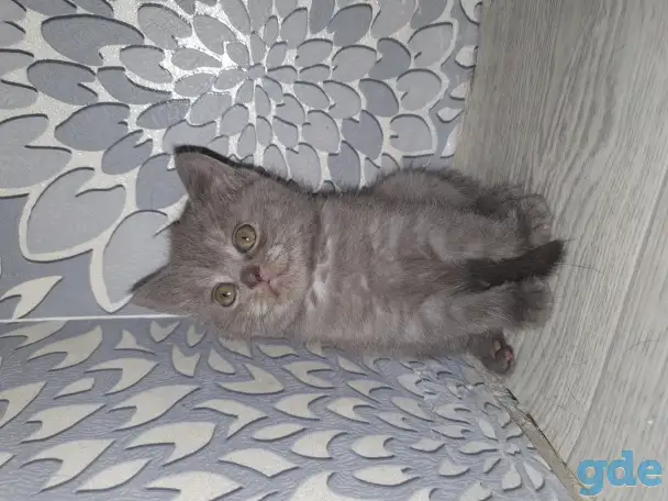 Продажа котят, фотография 13