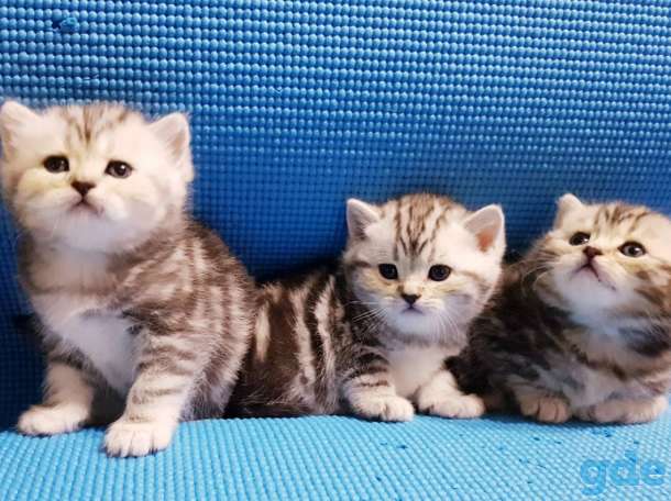 Шикарные, котята,от титулованных,родителей!, фотография 2