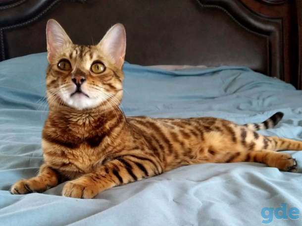 Котята бенгальские, фотография 10
