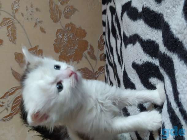 Котенок, фотография 1