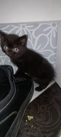 Котята британцы, фотография 7