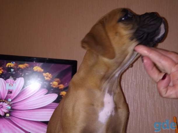 Немецкий боксер, фотография 9