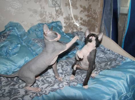 Донские сфинксы, фотография 1