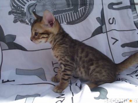 Котята бенгальской породы, фотография 1