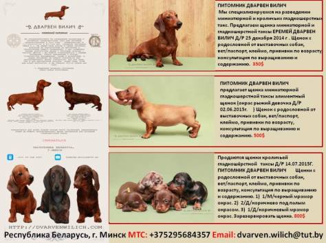  Предлагаем щенков миниатюрной и кроличьих гладкошерстных такс. ., фотография 1