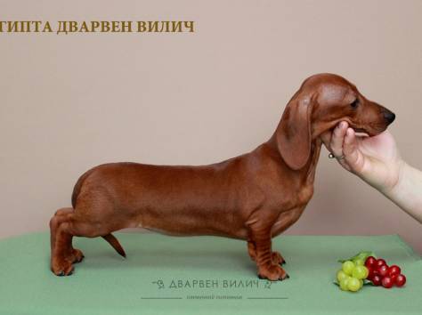  Предлагаем щенков миниатюрной и кроличьих гладкошерстных такс. ., фотография 5