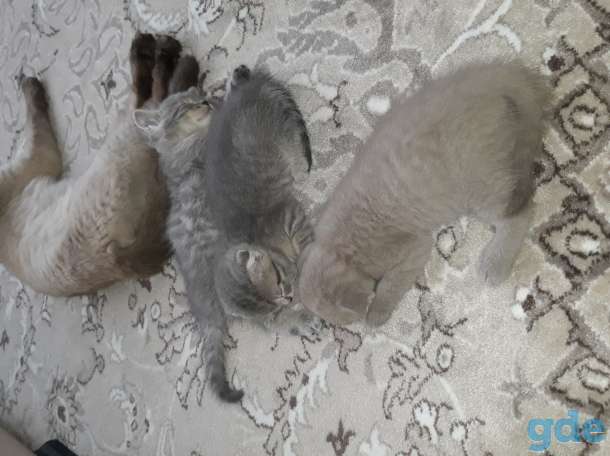 Продам котят, фотография 4