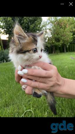 Кошечка ищет дом, фотография 1