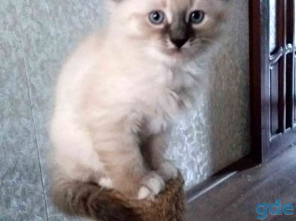 Котята, фотография 3
