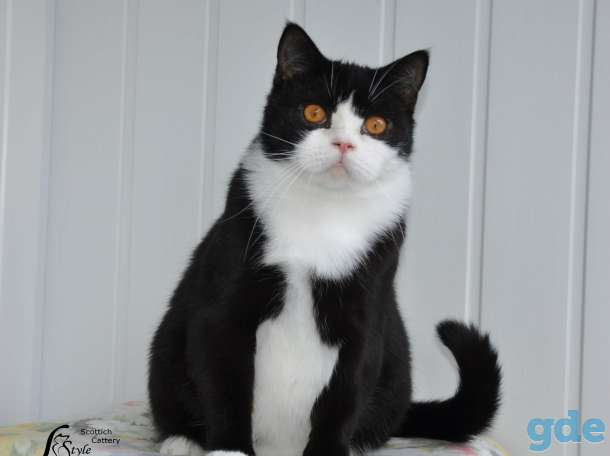 Котики шотландской породы, фотография 6