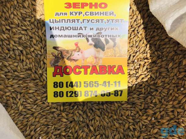 Комбикорм, зерно, витамины от ведущих производителей, фотография 2