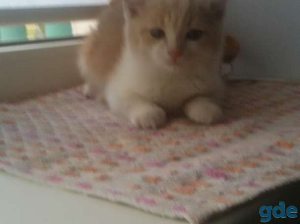 Котенок в дар, фотография 3