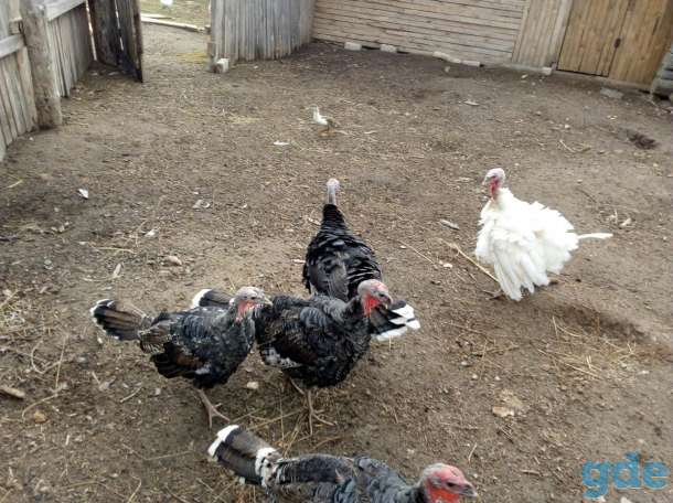 Продам индюшат, фотография 2