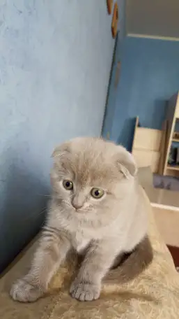 Шотландская лиловая вислоухая кошечка, фотография 1