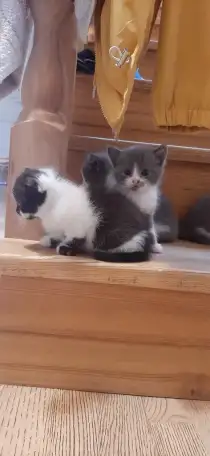 Отдам котят в хорошие руки, фотография 11