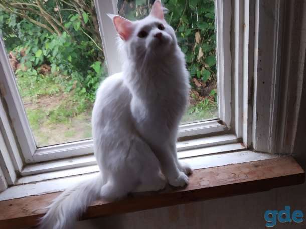 Продам кота породы мейн кун коту, фотография 1