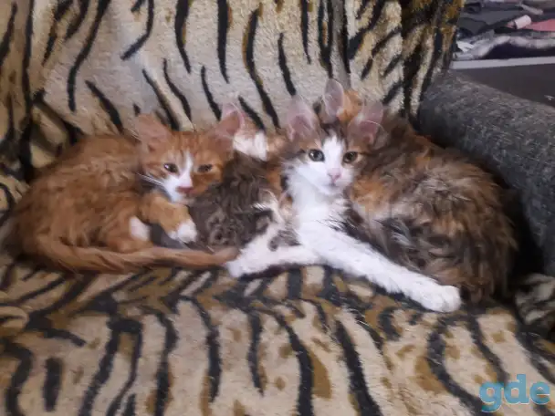 котята, фотография 4