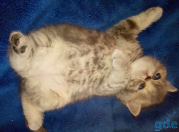 Продаю экзотических плюшевых котят, фотография 7