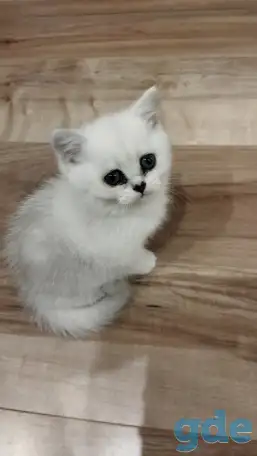 Котёнок девочка британская короткошерстная, фотография 3