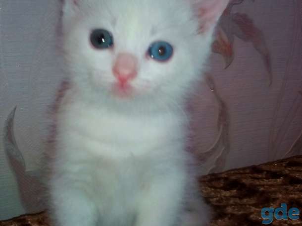 Разноглазый белоснежный котенок ,от роду 1 месяц 2 недели, фотография 1
