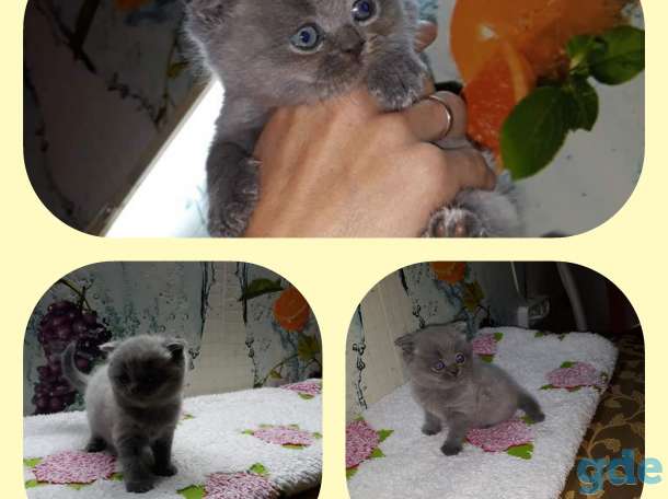 Шотландские клубные котята, фотография 2