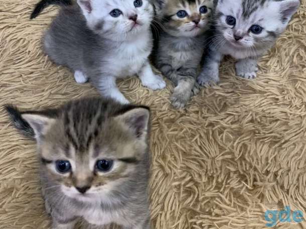 Котёнок, фотография 1