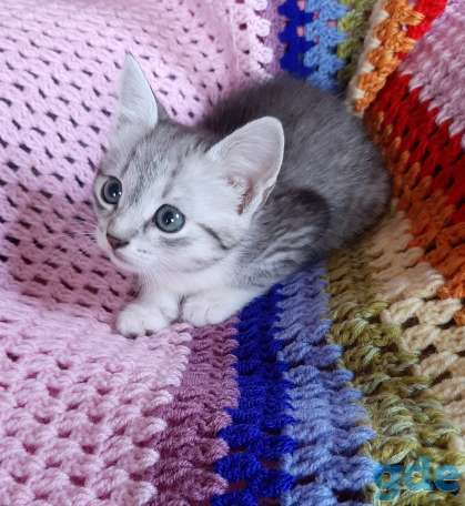 Котята в хорошие руки, фотография 2